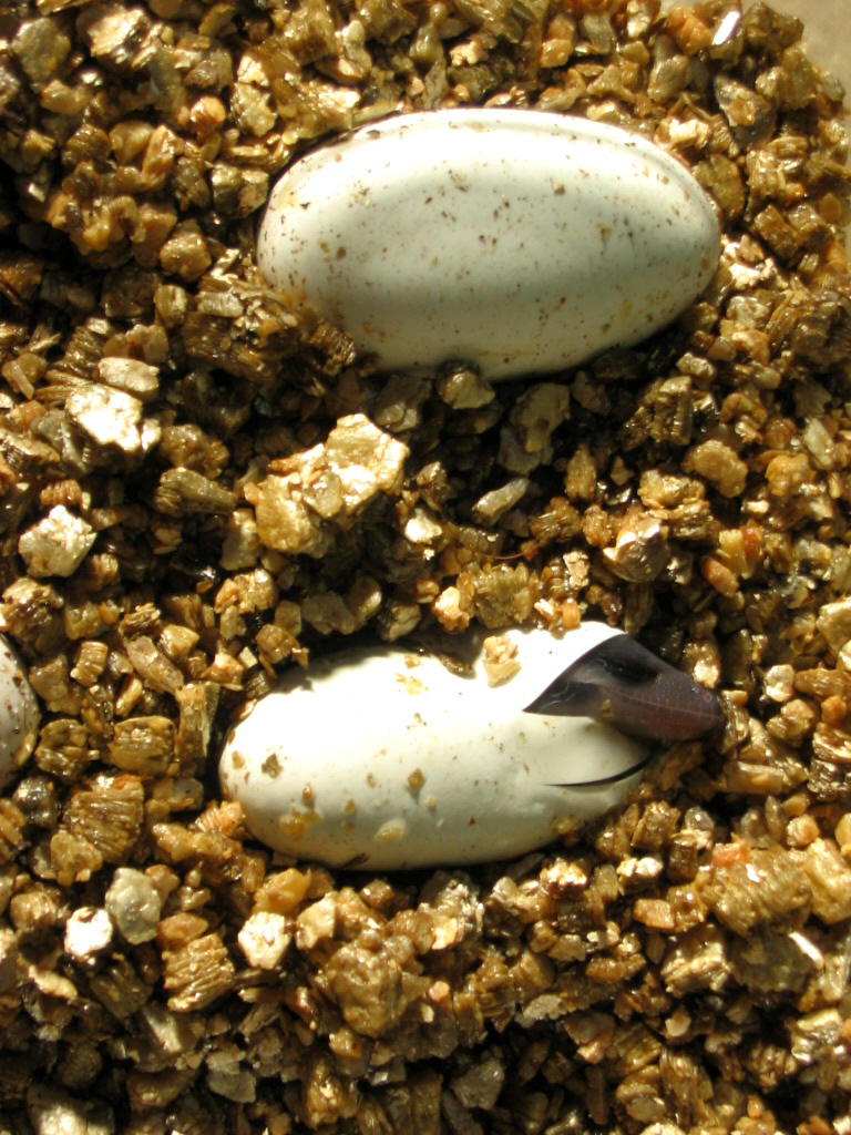 goniurosaurus orientalis toyamai yamashinae kuroiwae splendens